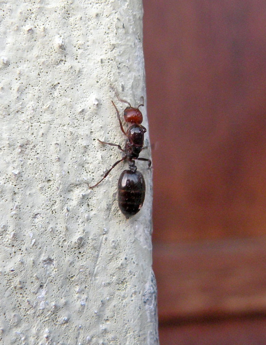 Formica davanti a casa: Regina di Crematogaster scutellaris